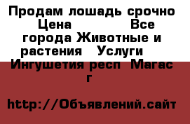 Продам лошадь срочно › Цена ­ 30 000 - Все города Животные и растения » Услуги   . Ингушетия респ.,Магас г.